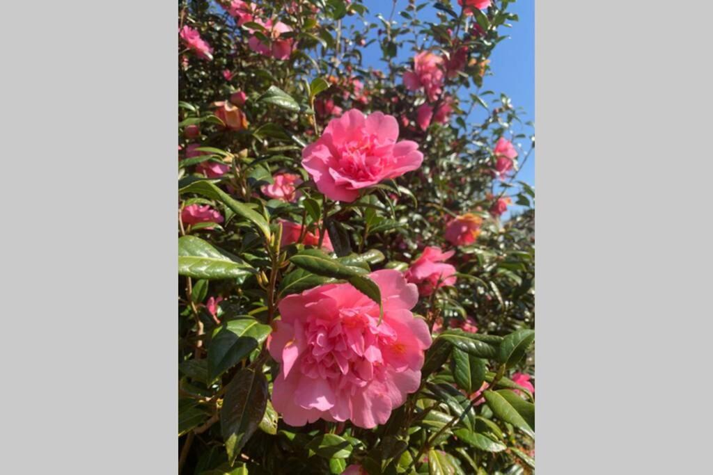 Hectors House Comfortable 4 Bed House In Mature Gardens Yelverton Eksteriør billede